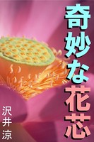 奇妙な花芯 b495asgt00539のパッケージ画像 奇妙な花芯 b495asgt00539のパッケージ画像